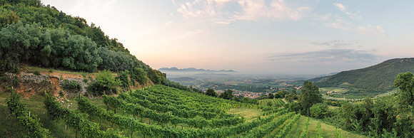 2020_08_28 Vigneto Adagio alba_0026