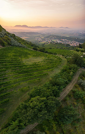 2020_08_28 Vigneto Adagio alba_0103-Pano-1