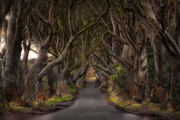 THE DARK HEDGES