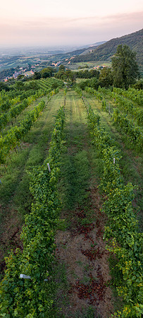 2020_08_28 Vigneto Adagio alba_0130-Pano-1